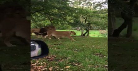 Sjedili su u autu sa svojom bebom i snimali lavove, dobro pazite šta će se mališanu desiti na 0:07 (VIDEO)