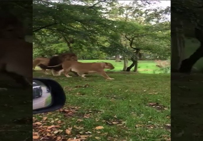 Sjedili su u autu sa svojom bebom i snimali lavove, dobro pazite šta će se mališanu desiti na 0:07 (VIDEO)