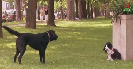 Pogledajte šta je lažni pas igračka "uradio" pravim psima u parku (VIDEO)