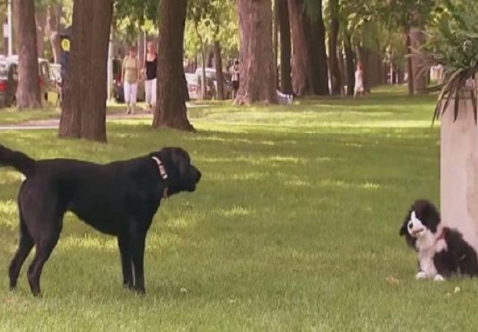 Pogledajte šta je lažni pas igračka "uradio" pravim psima u parku (VIDEO)