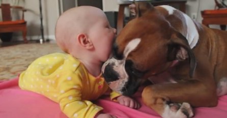 Pas bokser prvi put susreće bebu, a njegova reakcija je neprocjenjiva (VIDEO)