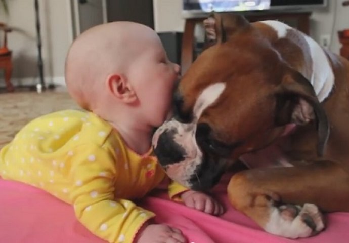 Pas bokser prvi put susreće bebu, a njegova reakcija je neprocjenjiva (VIDEO)