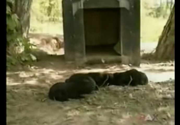 Mačka je izgubila sve svoje bebe, a onda su susjedi vidjeli kako krade štence: Ono što je uslijedilo ostavilo ih je bez teksta! 