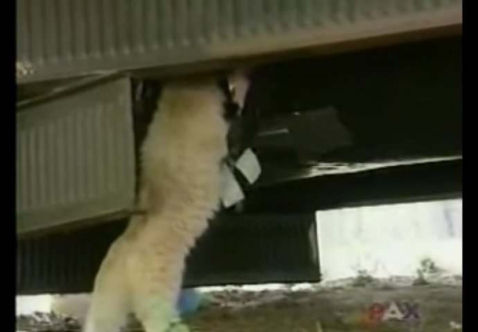 Mačka je izgubila sve svoje bebe, a onda su susjedi vidjeli kako krade štence: Ono što je uslijedilo ostavilo ih je bez teksta! 