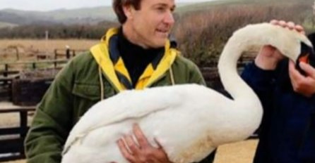 Pomogao povrijeđenom labudu: Nesretna životinja mu se odužila na nevjerovatan način (VIDEO)
