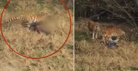 STRAVIČNA SMRT: Muškarca rastrgali tigrovi u kineskom rezervatu (VIDEO)