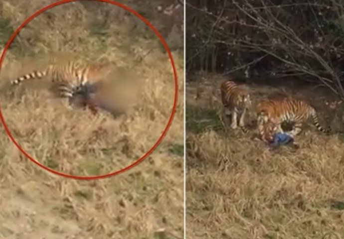 STRAVIČNA SMRT: Muškarca rastrgali tigrovi u kineskom rezervatu (VIDEO)