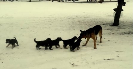 Nešto najslađe što ćete danas vidjeti: Tata vučjak igra se sa svojim mališanima na snijegu (VIDEO)