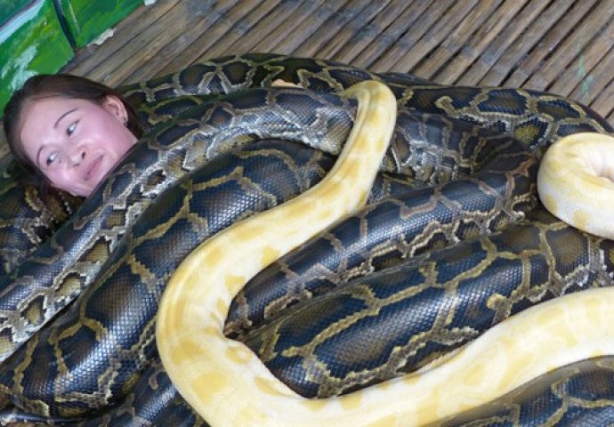 Pitoni teški 250 kilograma gmižu oko djevojke: Tokom ove "zmijske masaže" samo jedna stvar može da pođe po zlu (VIDEO)