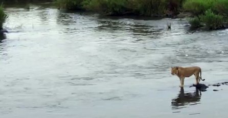 Lav je pokušao prijeći rijeku, a onda se ovo užasno stvorenje pojavilo niotkuda (VIDEO)