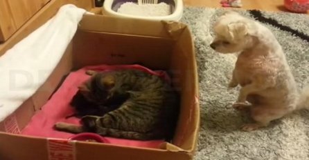 Vlasnik je stavio macu i njene mačiće u malenu kutiju, a ono što je pas uradio ostavlja bez daha (VIDEO)
