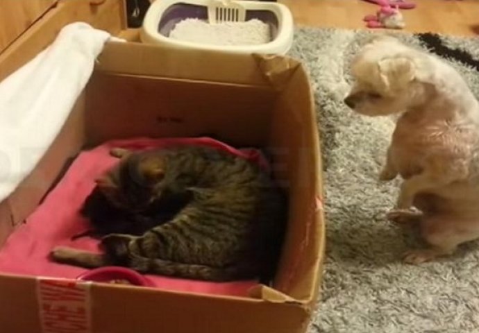 Vlasnik je stavio macu i njene mačiće u malenu kutiju, a ono što je pas uradio ostavlja bez daha (VIDEO)