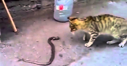 Pobjeda u zadnjoj rundi: Maca je u uličnoj borbi "dobila" zmiju (VIDEO)