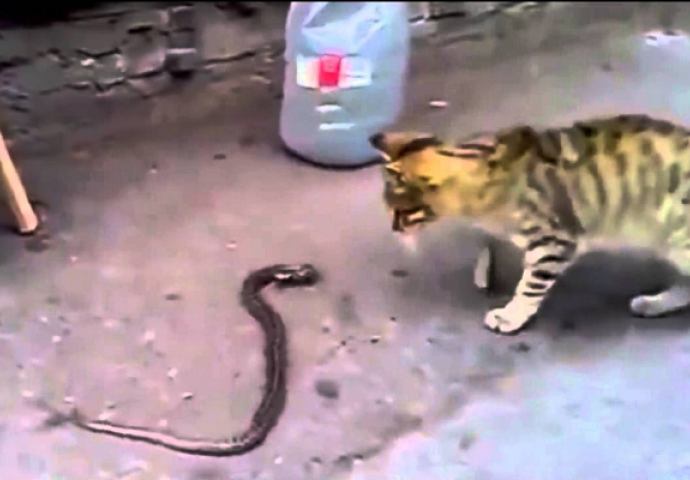 Pobjeda u zadnjoj rundi: Maca je u uličnoj borbi "dobila" zmiju (VIDEO)