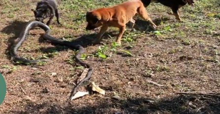Psi se udružili i napali džinovsku kraljevsku kobru koja je ušla u njihovo dvorište (VIDEO)