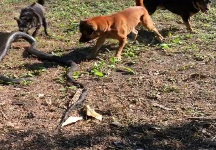 Psi se udružili i napali džinovsku kraljevsku kobru koja je ušla u njihovo dvorište (VIDEO)