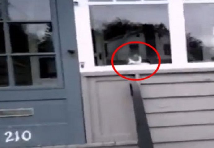 Poštar je htio samo dostaviti pisma, ali pogledajte šta je mačka uradila (VIDEO)