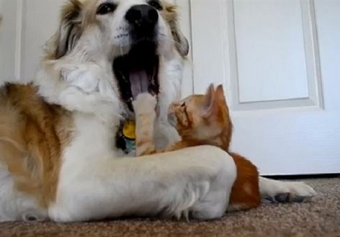 Prijateljstvo bez granica: Mačić pokušava ukrasti jezik mnogo većem psu (VIDEO)