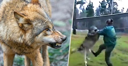 Strašno: Ženu je napao vuk, a pogledajte njenu odbranu (VIDEO)