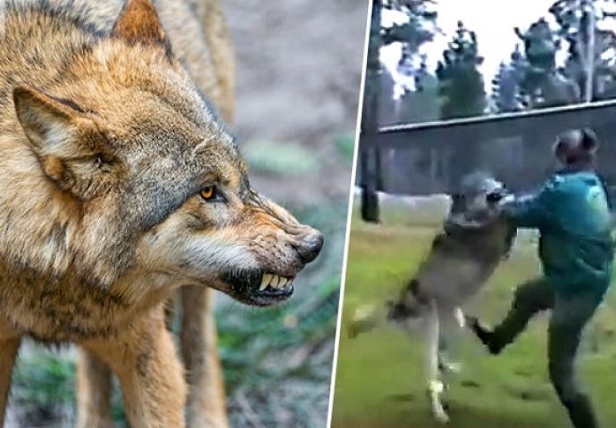 Strašno: Ženu je napao vuk, a pogledajte njenu odbranu (VIDEO)