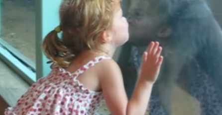 Pogledajte kako se djevojčica na nevjerovatan način sprijateljila sa bebom gorilom (VIDEO)