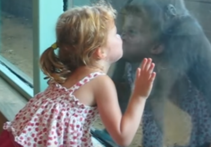 Pogledajte kako se djevojčica na nevjerovatan način sprijateljila sa bebom gorilom (VIDEO)