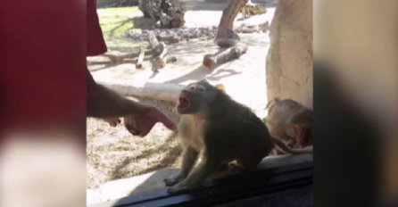 Otišao je u zoološki vrt i majmunu pokazao magični trik, reakcija ovog babuna nasmijala je milione (VIDEO)