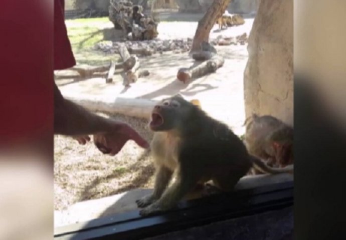 Otišao je u zoološki vrt i majmunu pokazao magični trik, reakcija ovog babuna nasmijala je milione (VIDEO)