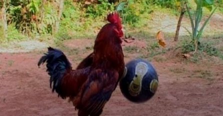 Ovaj pijetao najviše voli da igra fudbal, pogledajte šta radi sa loptom (VIDEO)