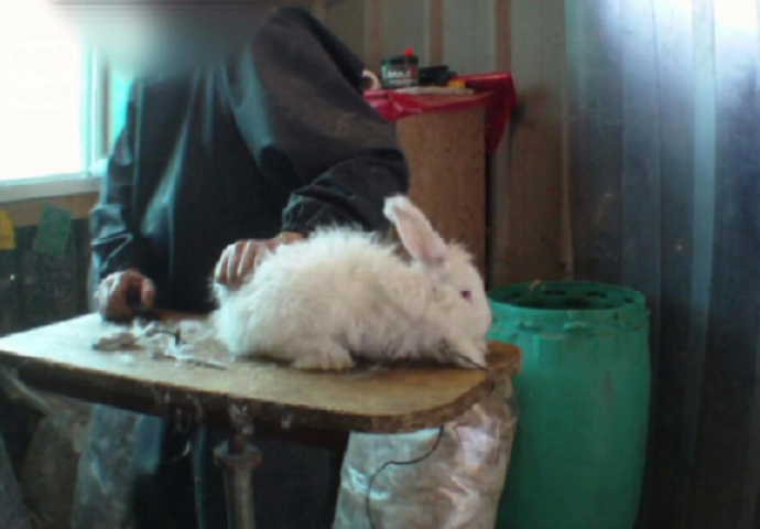 Ovo će vas ostaviti u nevjerici: Tijelo živog zeca stavljaju na stol, a onda je uslijedio šok (VIDEO)