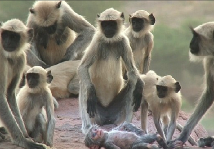 Bacili su lažno beživotno mladunče među majmune, a njihova reakcija će vas naježiti (VIDEO)