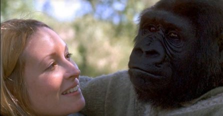 Ova žena je naučila gorilu da govori, pogledajte njihov odnos (VIDEO)