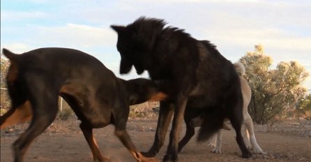Veliki vuk je napao dobermana koji je pokazao da nema nimalo straha (VIDEO)