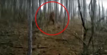 Snimili su bizarno stvorenje na Krimu, niko ne zna da li je ovo veliko stopalo ili velika prevara (VIDEO)