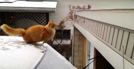 Mačka pokušala skočiti sa auta na garažu, ali joj nije išlo po planu (VIDEO)