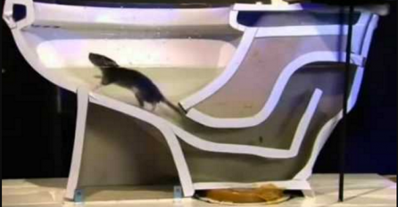 Pogledajte kako lako se pacovi uvuku u kuću kroz WC šolju (VIDEO)