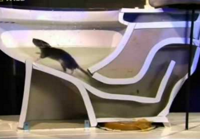 Pogledajte kako lako se pacovi uvuku u kuću kroz WC šolju (VIDEO)