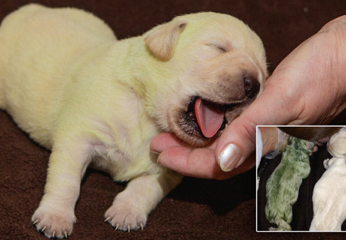 Smeđi labrador donio na svijet 5 malih psića, no krzno jednog od njih će vas ostaviti bez teksta (VIDEO)