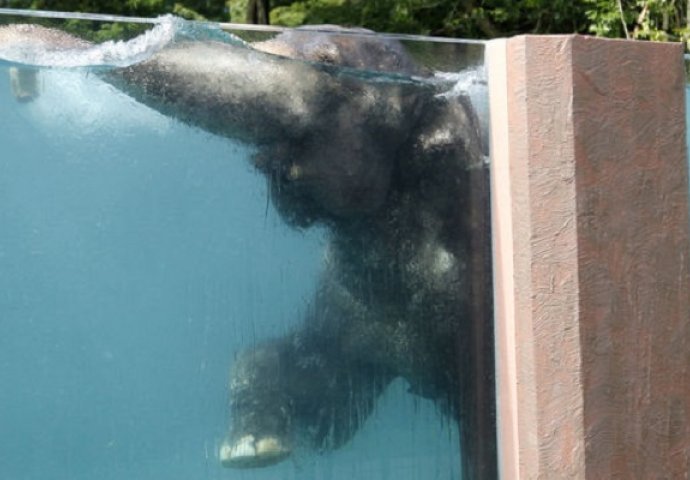 Oni baš uživaju: Otvoren prvi bazen za slonove na svijetu (VIDEO)