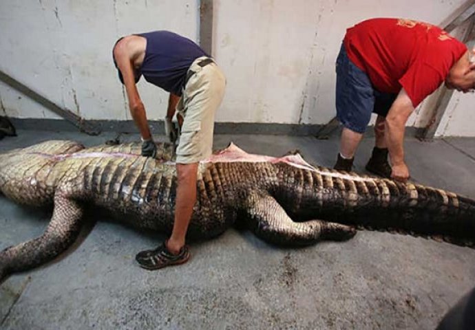 Grozno: Rasporili aligatora od pola tone i pronašli mu ovo u stomaku (VIDEO)