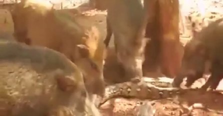 Velika anakonda progutala je malo prase, a onda su se okupile odrasle divlje svinje i osvetile na neviđen način (VIDEO)