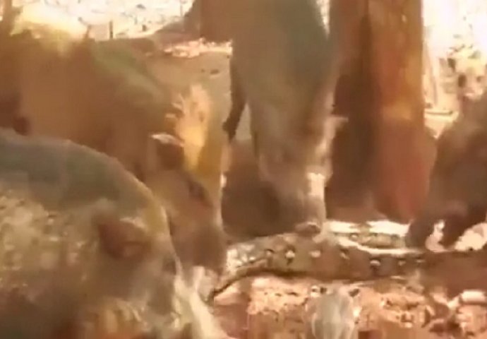 Velika anakonda progutala je malo prase, a onda su se okupile odrasle divlje svinje i osvetile na neviđen način (VIDEO)