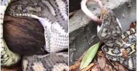 Pozvali su službu za hvatanje zmija, a onda je u njihovoj kući nastao NAJODVRATNIJI VIDEO DANA! 