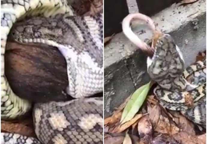 Pozvali su službu za hvatanje zmija, a onda je u njihovoj kući nastao NAJODVRATNIJI VIDEO DANA! 