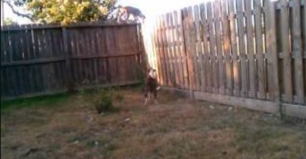Napravio je veliku ogradu da bi zadržao svog psa u dvorištu, pogledajte šta je životinja uradila (VIDEO)