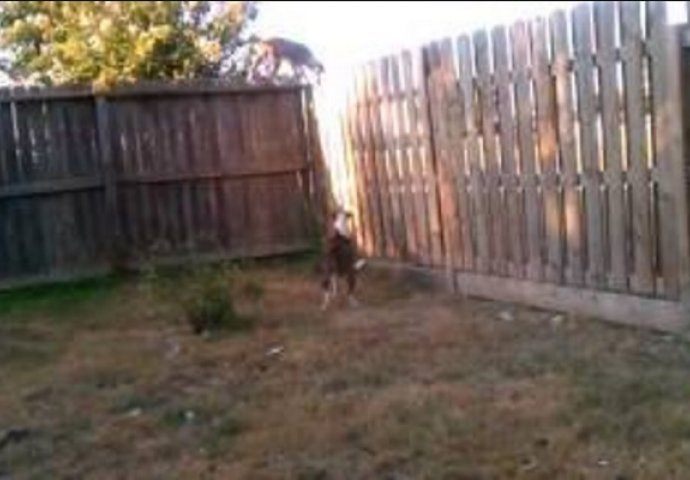 Napravio je veliku ogradu da bi zadržao svog psa u dvorištu, pogledajte šta je životinja uradila (VIDEO)