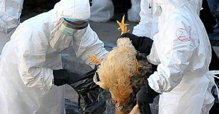 Opasno oboljenje registrirano u Prijedoru: Ptičija gripa stigla u BiH!