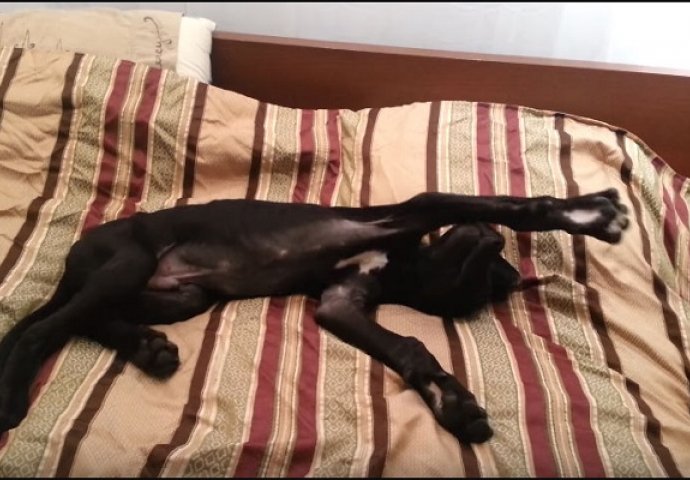 Psa iznenada probudili u 3:30 ujutro, a njegova rekacija je okupirala društvene mreže (VIDEO)