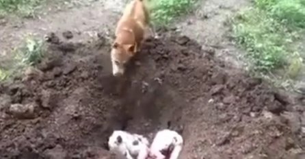 Dirljivi snimak u kojem pas sahranjuje svog prijatelja je obišao svijet (VIDEO)
