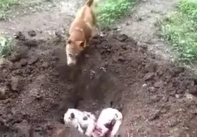 Dirljivi snimak u kojem pas sahranjuje svog prijatelja je obišao svijet (VIDEO)